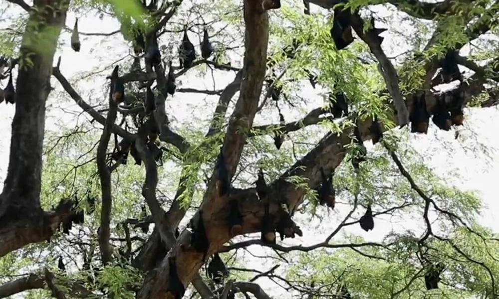 Το χωριό της Ινδίας όπου οι κάτοικοι φροντίζουν νυχτερίδες!